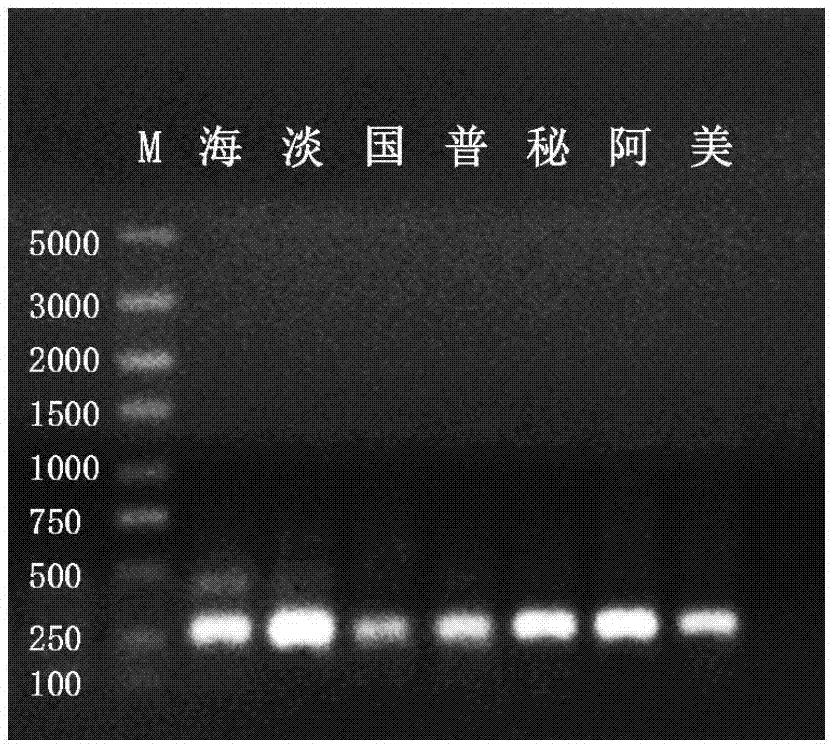 鱼粉中原料鱼组成的分子鉴定方法