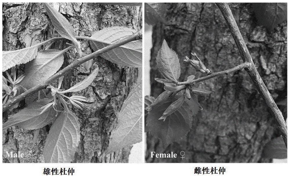 鉴别杜仲性别的引物、片段及方法
