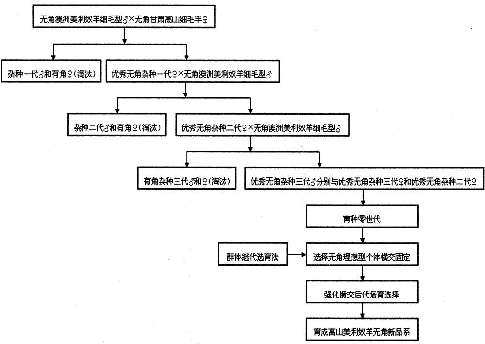 无角高山美利奴羊品系的培育方法