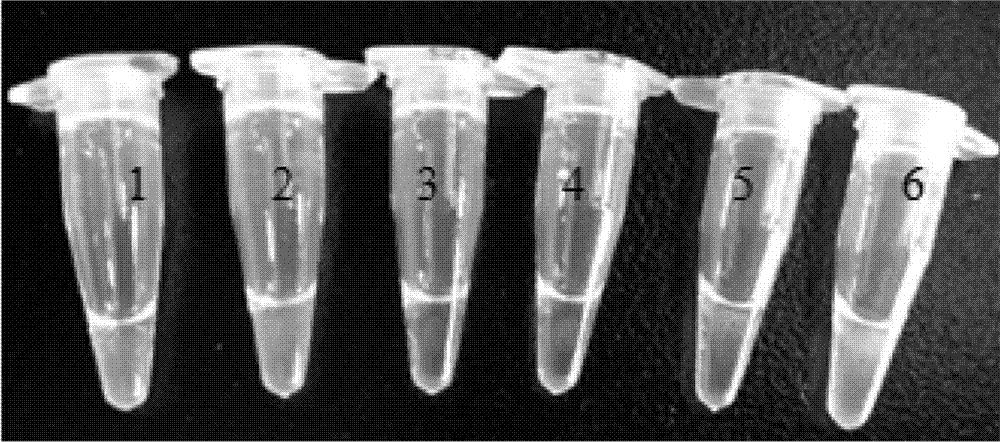 转基因大豆DP-305423及其衍生品种的LAMP检测引物组、检测试剂盒及检测方法