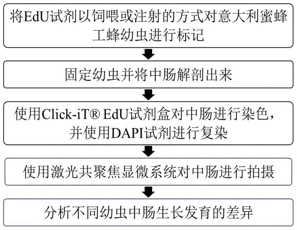 一种检测花粉对蜜蜂的营养价值的方法